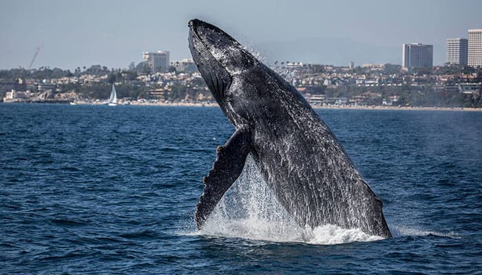 slidewhale.jpg
